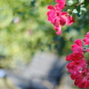 Rose Garden