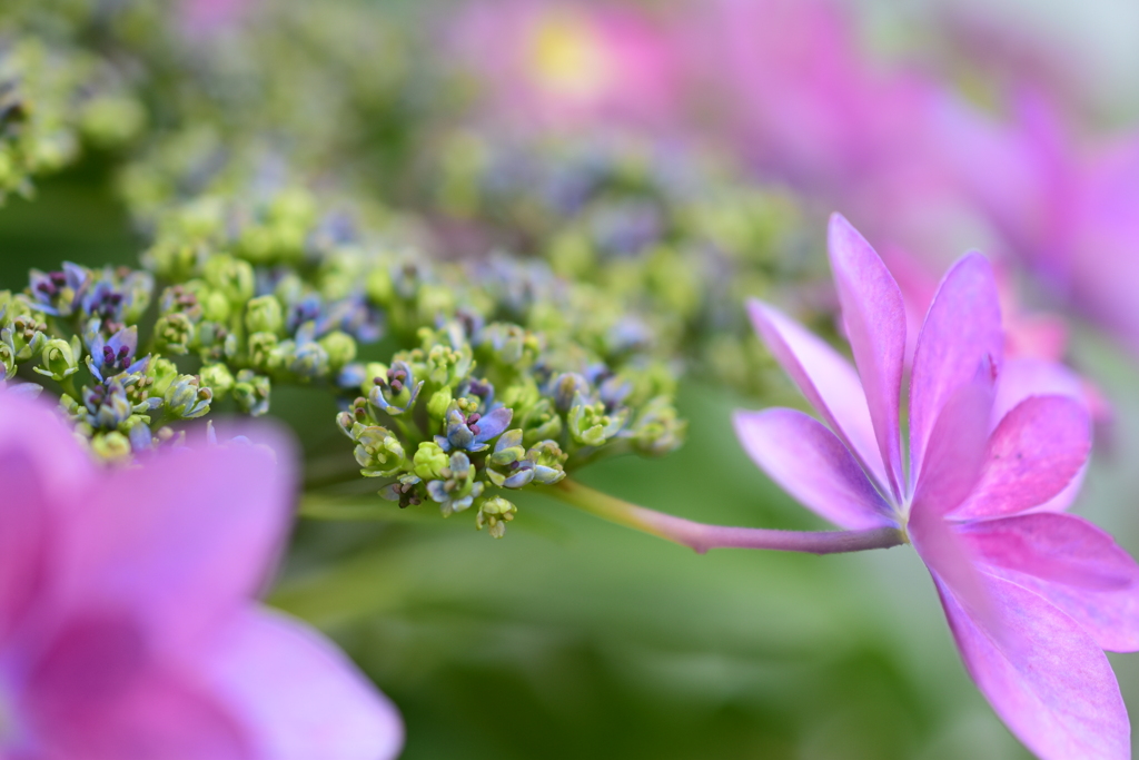 真花