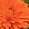 花開く