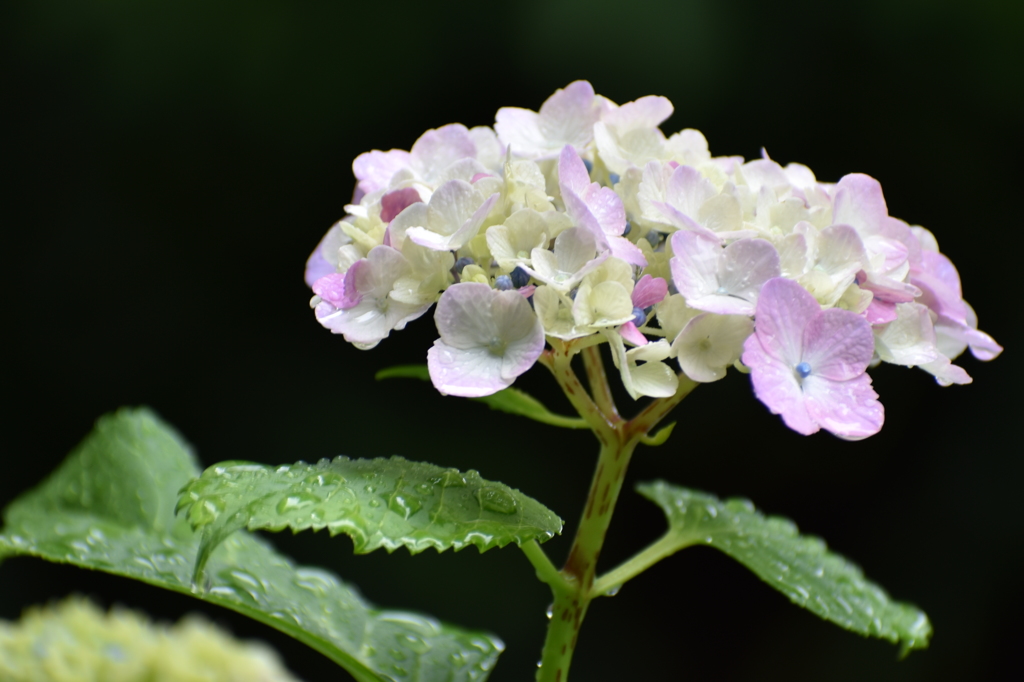 雨の紫陽花  Ⅱ