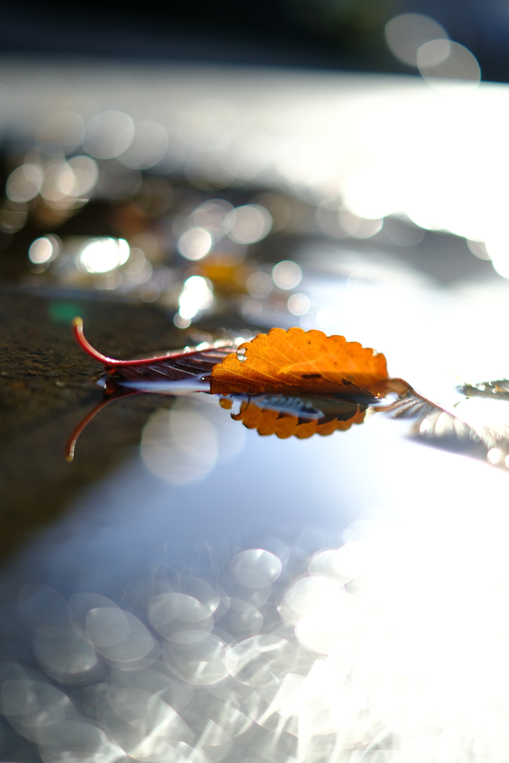 雨上がりの朝