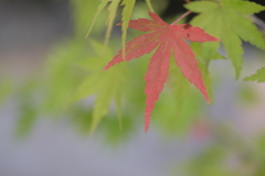 一葉の紅葉