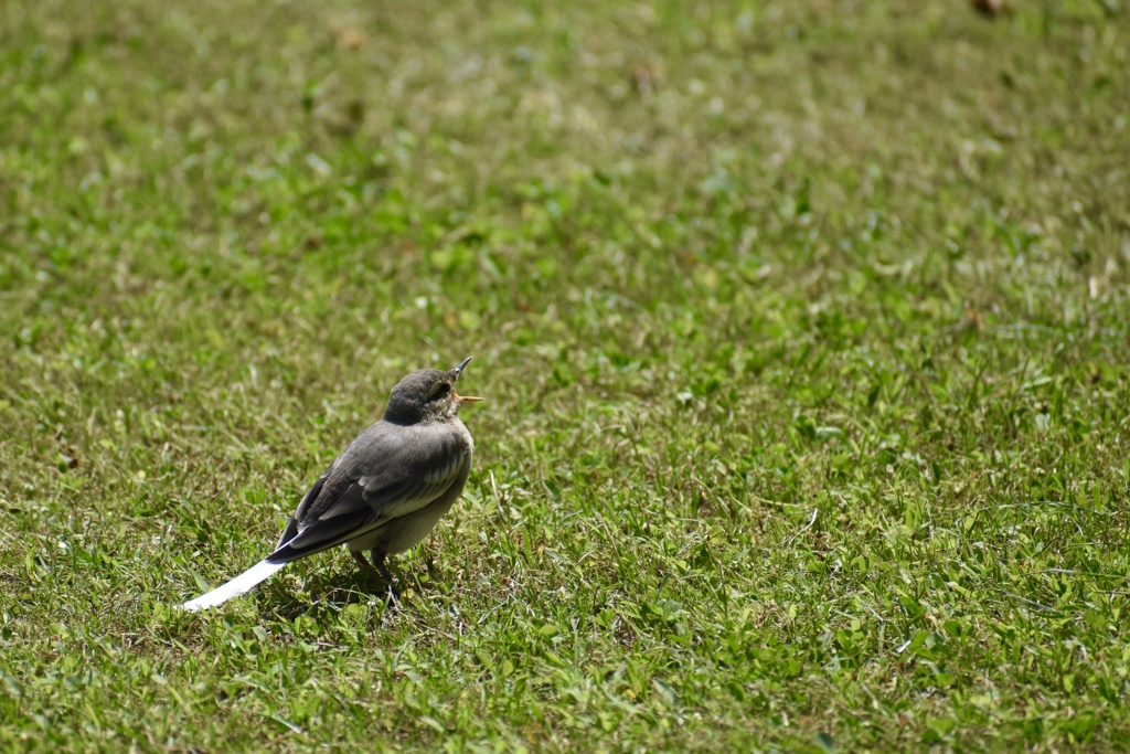 大きくあけて♬