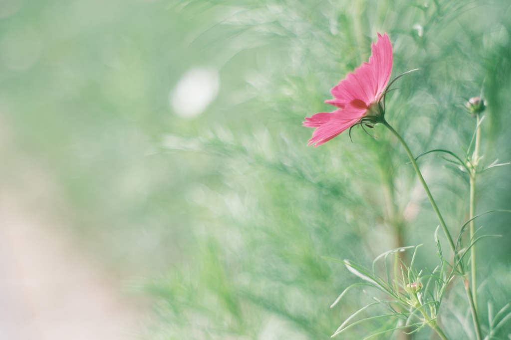 秋桜❋*·