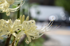 白花曼珠沙華