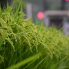 濡れる緑の稲穂