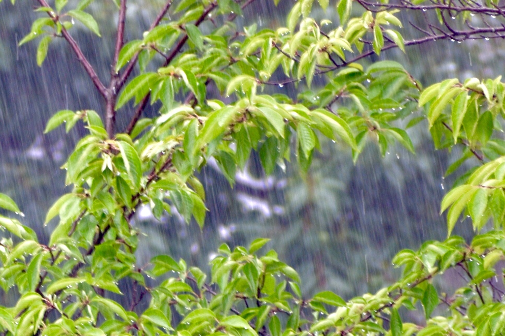 梅雨らしい雨