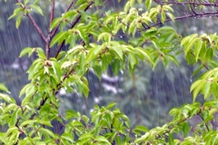 梅雨らしい雨