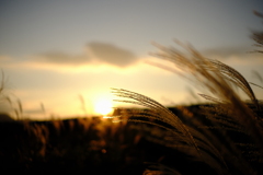夕陽に揺れて