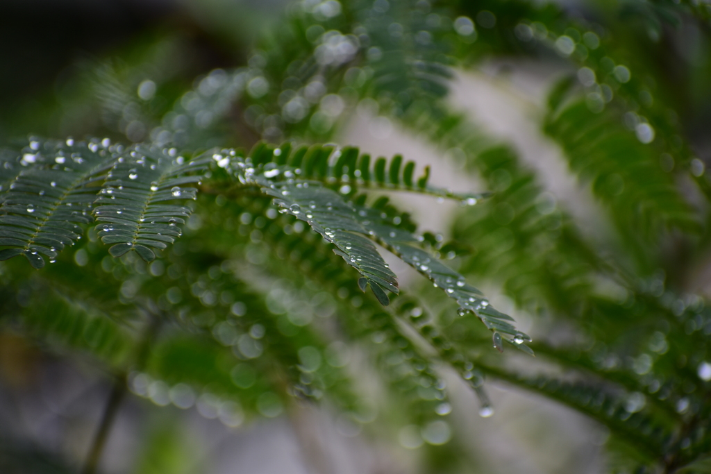 雨のあと