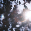 Sweet gum