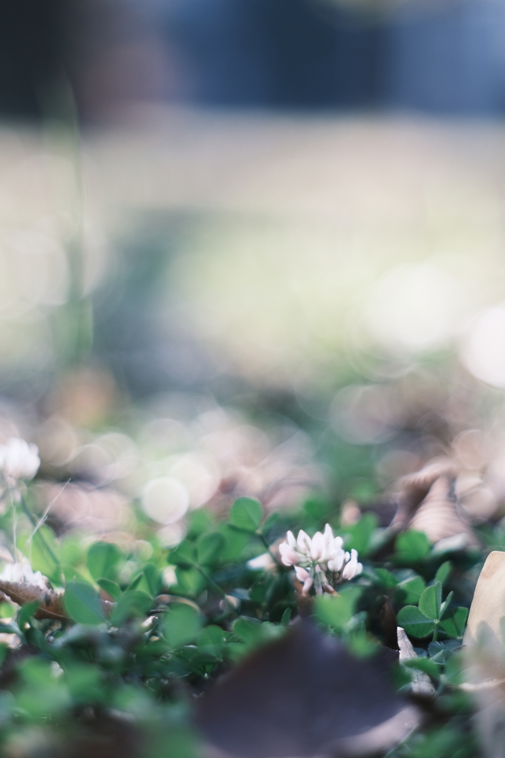 Clover*