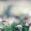 Clover*