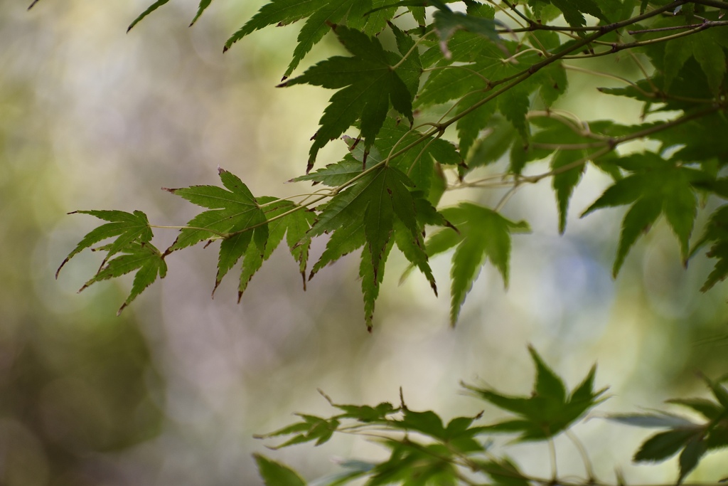 青紅葉