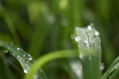 Drops on the leaves