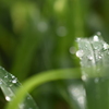 Drops on the leaves