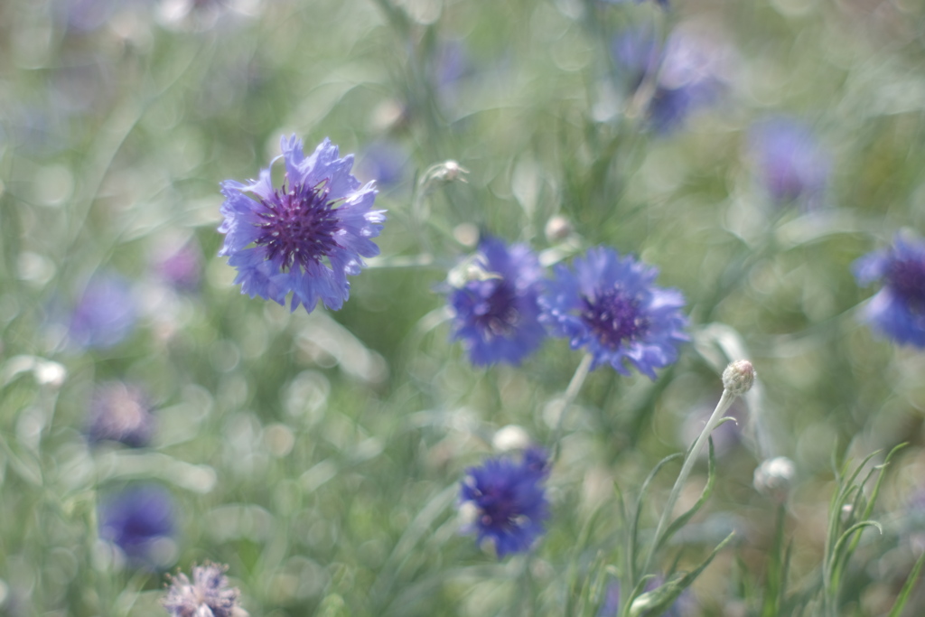 ゆらゆら .｡.:*☆