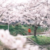 桜の散歩道