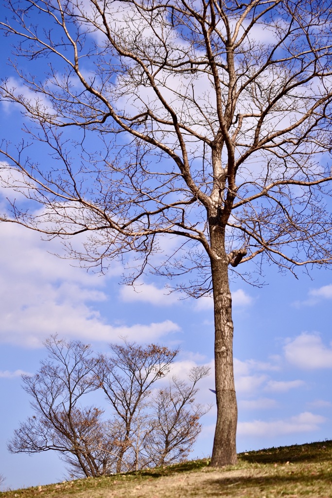 12月の公園の空