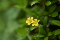 寄り添って・・