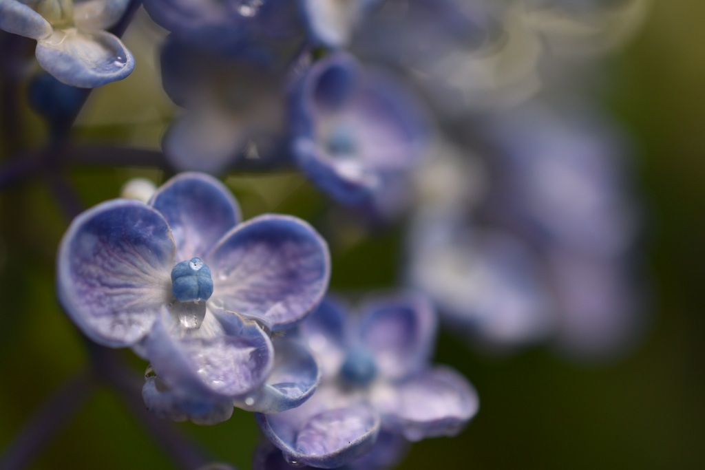 Hydrangea