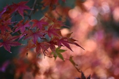 秋の紅