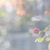 Autumn Roses .｡.:*♡