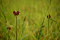 彼岸花の蕾