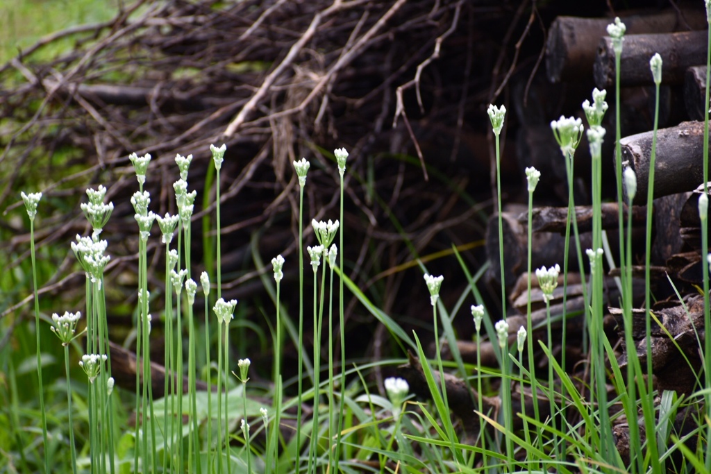 韮の花  Ⅱ