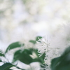 白い雪のように...