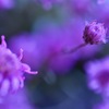 小さな花