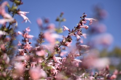 青空とピンクのサルビア 青空とピンクのサルビア