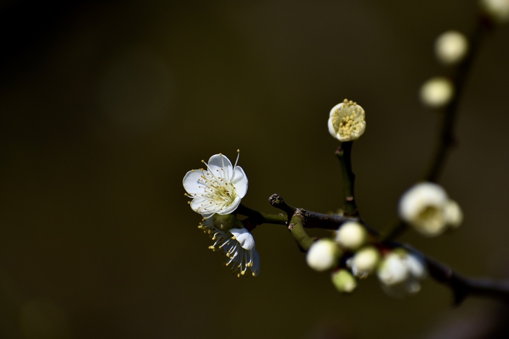 花開く