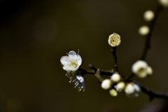 花開く