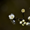 花開く