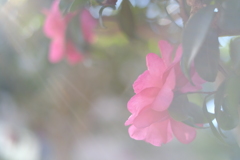 冬の陽に包まれて