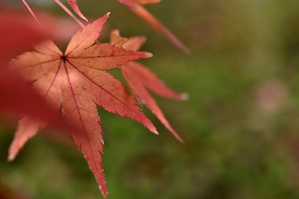 豊前国分寺の紅葉