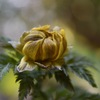 福寿草