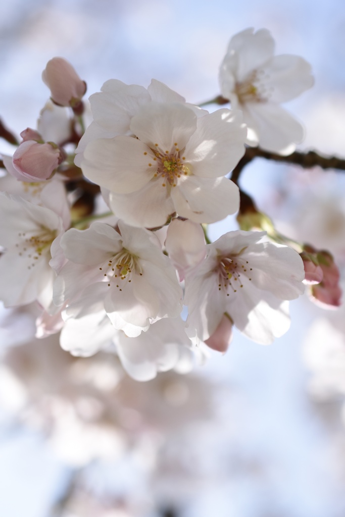 ＊桜花＊