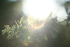Rainbow Flower