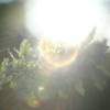 Rainbow Flower