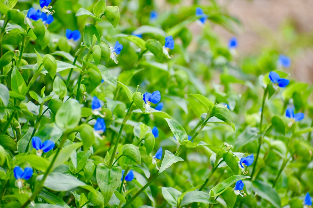 露草