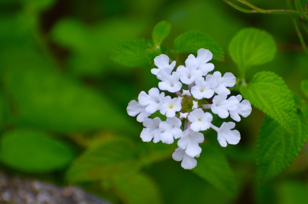 散歩道で見つけた♡Ⅱ