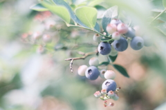 colorful berry .｡.:*☆