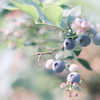 colorful berry .｡.:*☆
