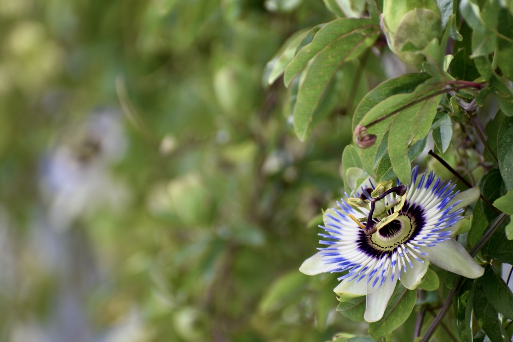 お花屋さんの垣根