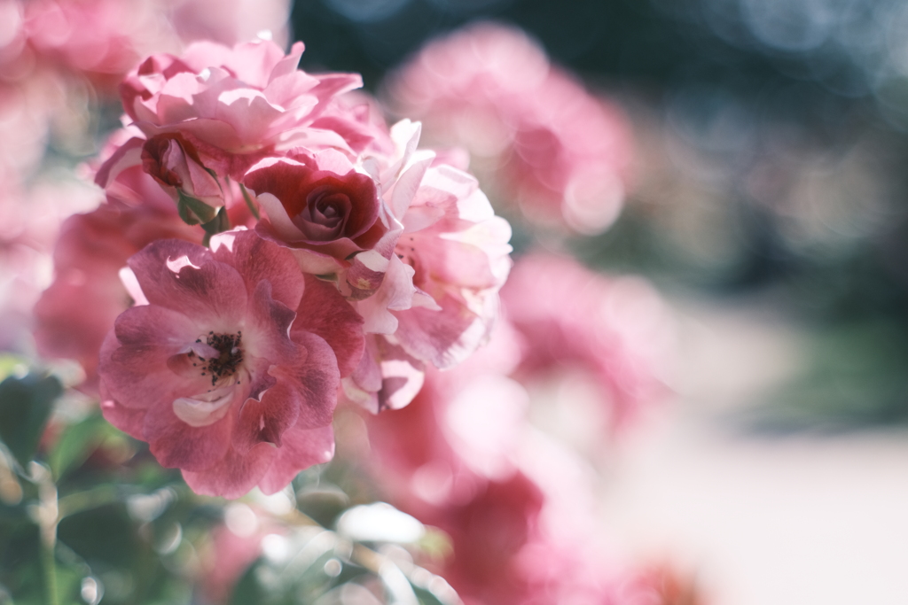 Bouquet