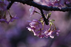 河津桜