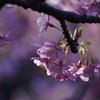 河津桜