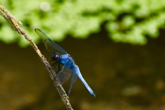 シオカラトンボ